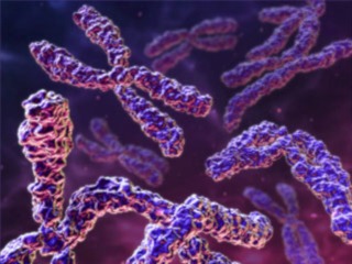 Chromosomes