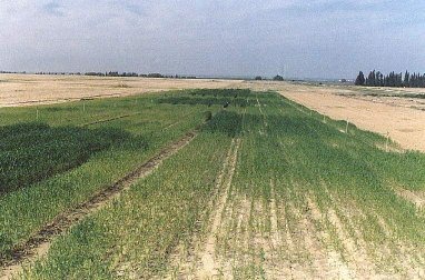 israel-kibbutz-magen-1988.jpg