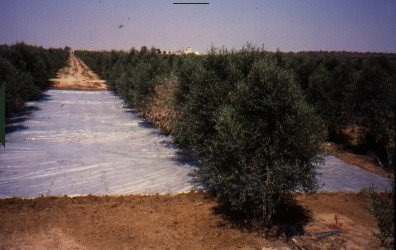 solarization-in-an-olive-orchard.jpg
