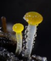 Dung Fungi (Mike Crutchley)