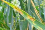 Tritici