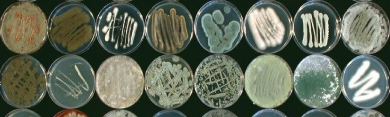 environmental fungal collection